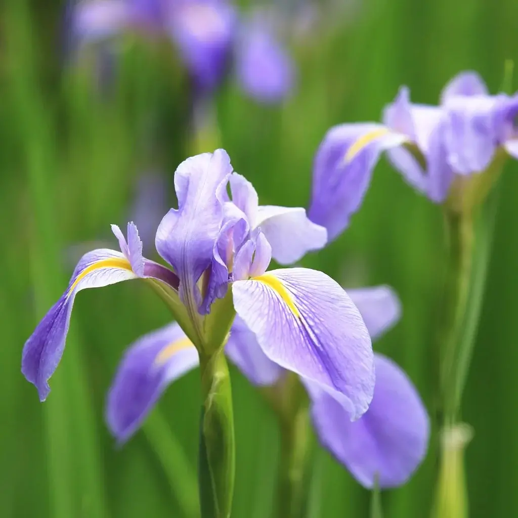 Iris Flower Classification
